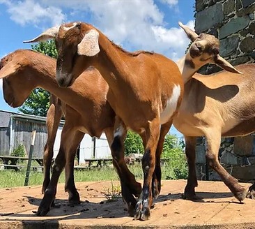 Wholesome Harvest Goat Feed 40lbs goats