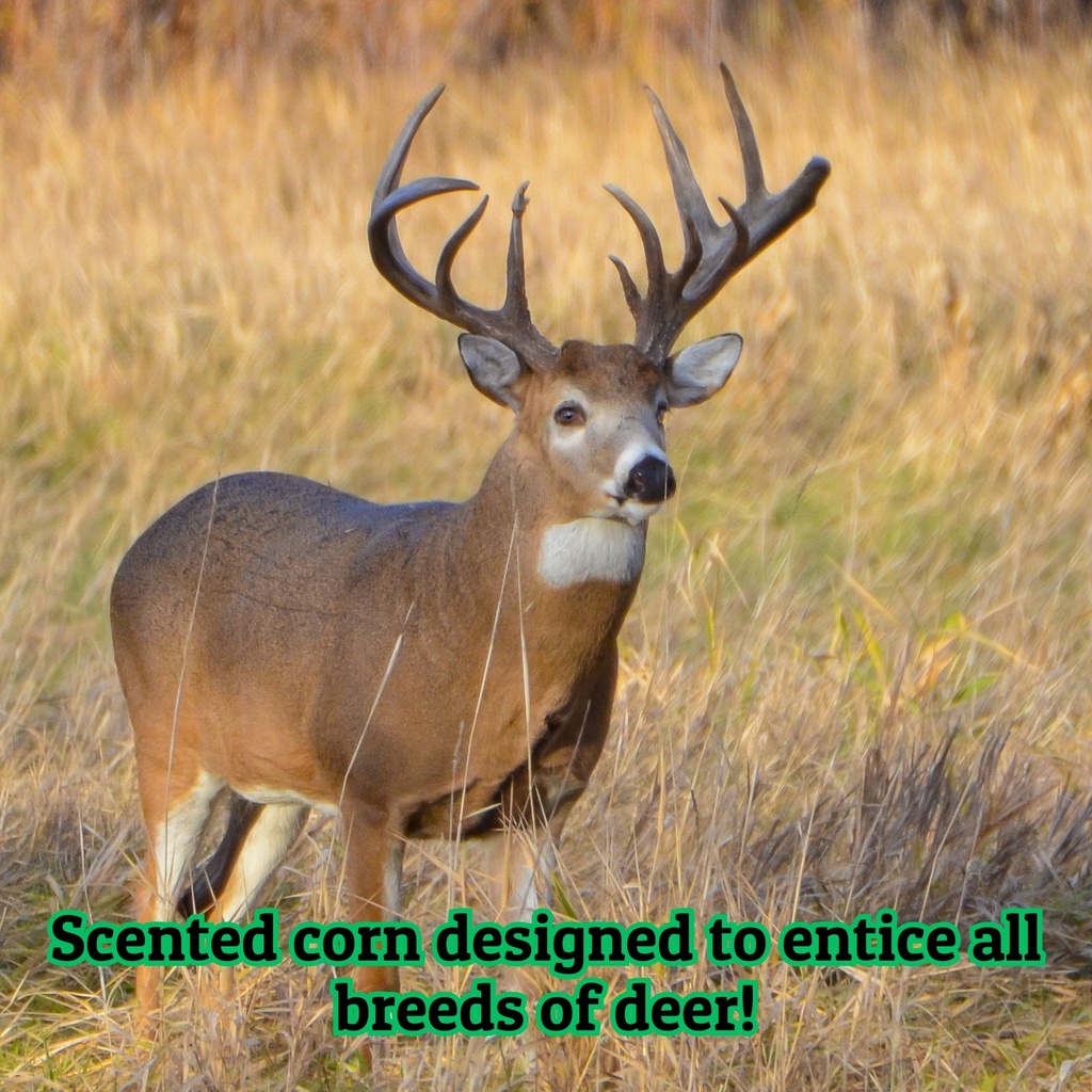 Apple Scented Corn 50lb 5th Listing Product Picture