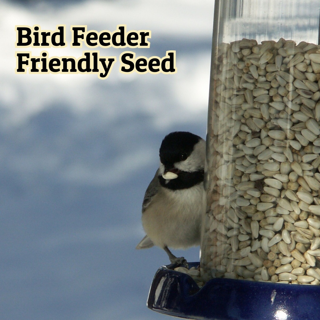 Non-GMO Safflower Seed