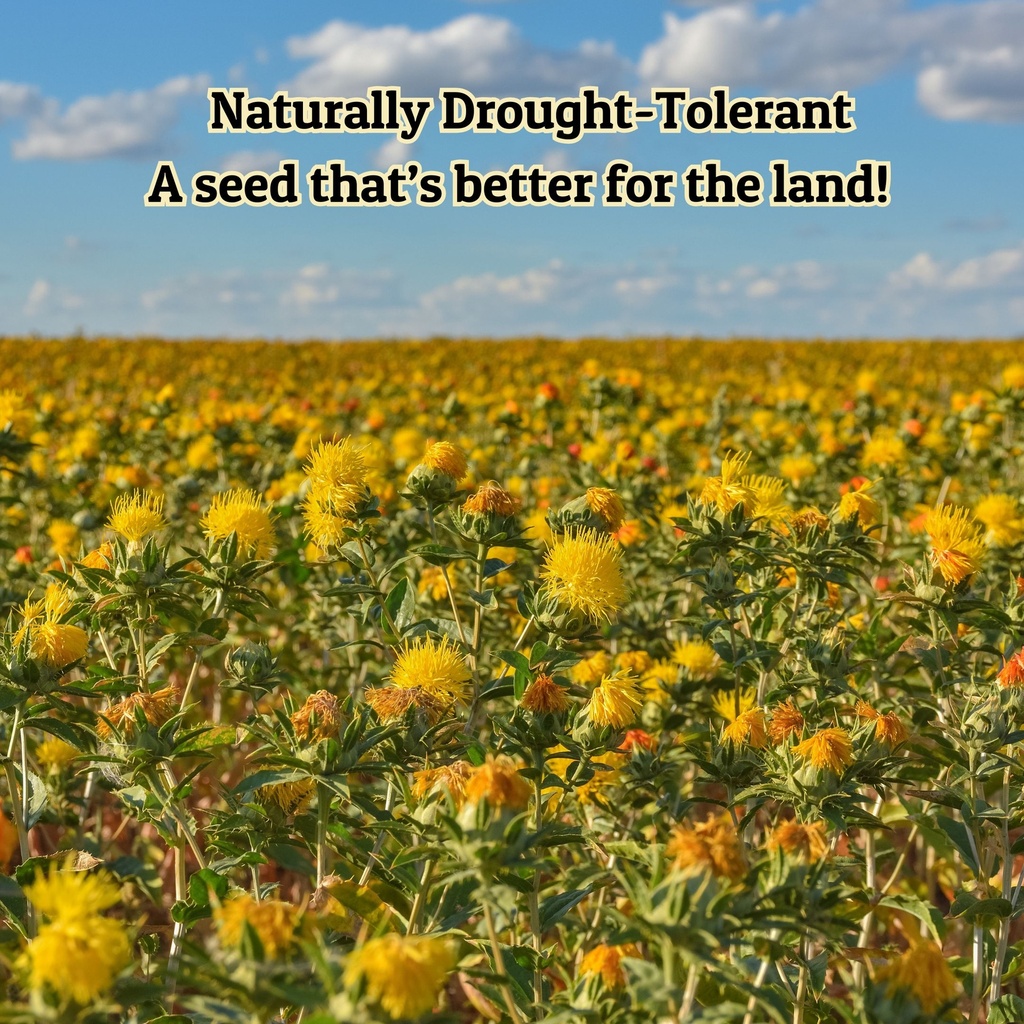 Non-GMO Safflower Seed