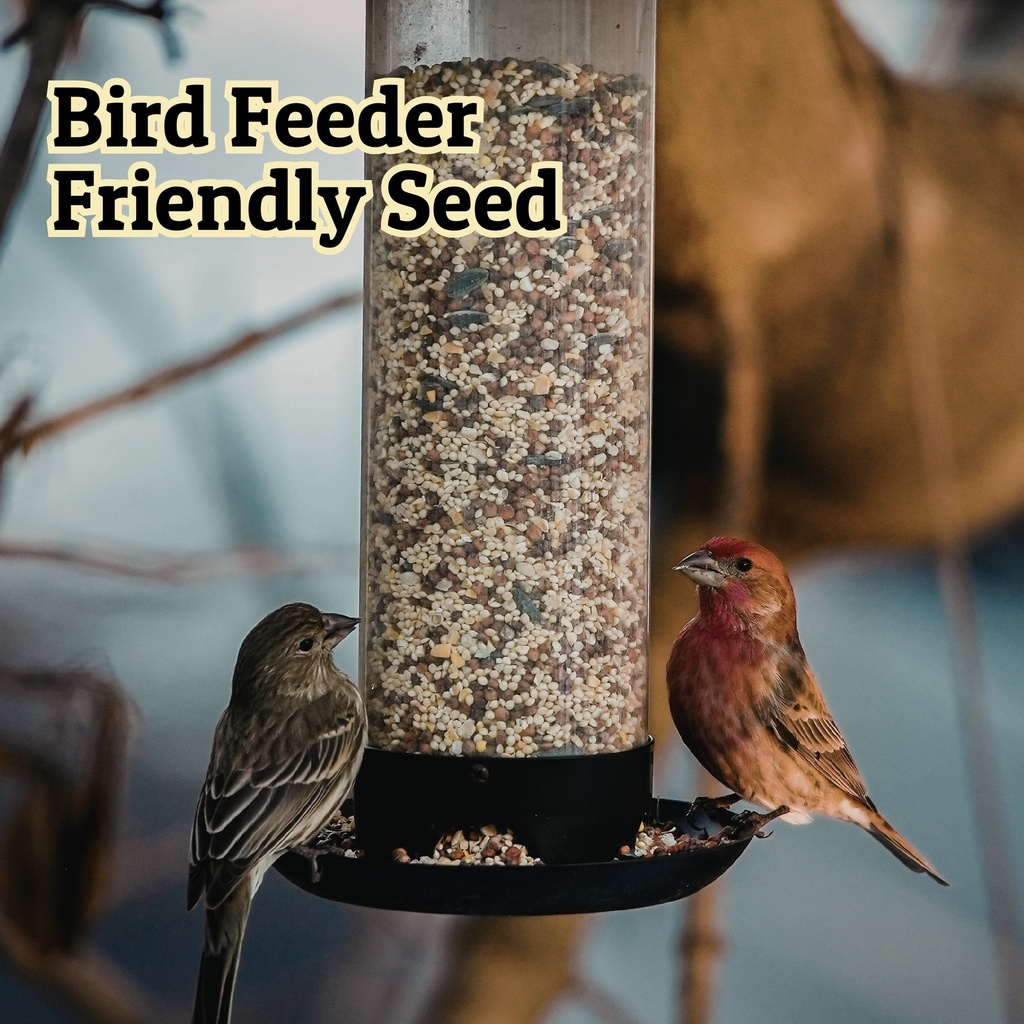 Non-GMO White Millet