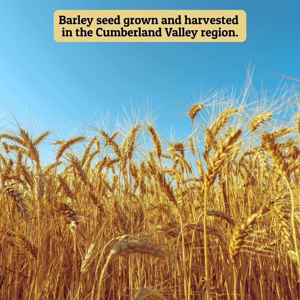 Non-GMO Barley 