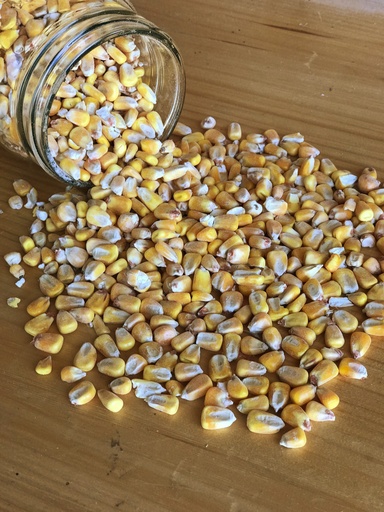 Whole Corn (Deer Corn) 